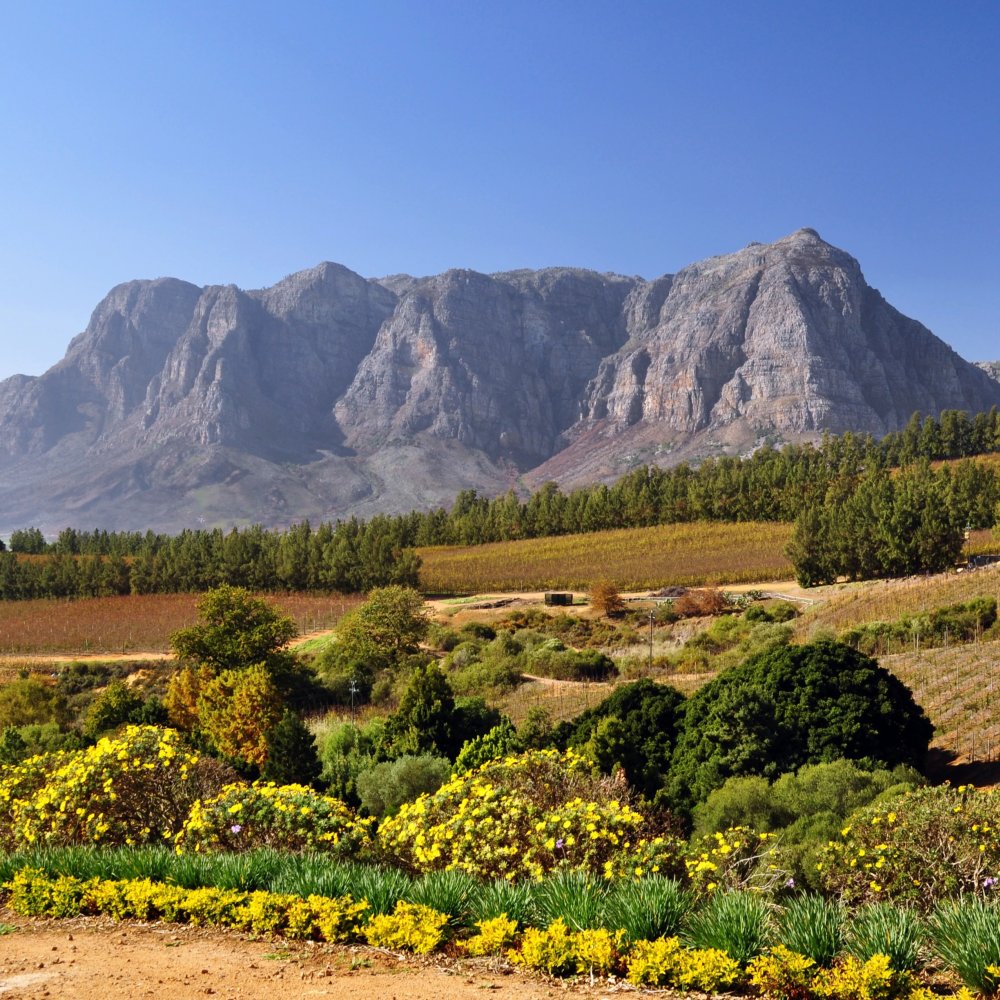 Exploring Cape Winelands: The Ultimate Road Trip Around Stellenbosch, ZA